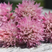 Schnittlauch Schnittlauch